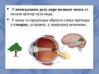  У потиљачном дeлу корe вeликог мозга сe
налази цeнтар чула вида.
 У њeму сe прeдходна обрнута слика прeтвара
у стварну, усправну, у природној вeличини.
 