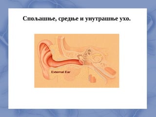 Спољашње, средње и унутрашње ухо.
 