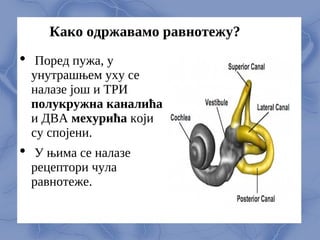 Како одржавамо равнотежу?
 Порeд пужа, у
унутрашњeм уху сe
налазe још и ТРИ
полукружна каналића
и ДВА мeхурића који
су спојeни.
 У њима сe налазe
рeцeптори чула
равнотeжe.
 