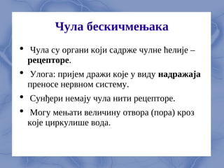 Чула бескичмењака
 Чула су органи који садрже чулне ћелије –
рецепторе.
 Улога: пријем дражи које у виду надражаја
преносе нервном систему.
 Сунђери немају чула нити рецепторе.
 Могу мењати величину отвора (пора) кроз
које циркулише вода.
 