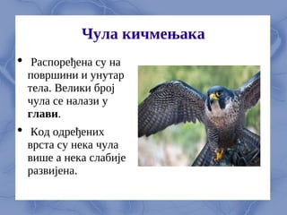 Чула кичмењака
 Распоређена су на
површини и унутар
тела. Велики број
чула се налази у
глави.
 Код одређених
врста су нека чула
више а нека слабије
развијена.
 