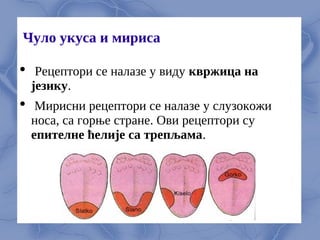 Чуло укуса и мириса
 Рецептори се налазе у виду квржица на
језику.
 Мирисни рецептори се налазе у слузокожи
носа, са горње стране. Ови рецептори су
епителне ћелије са трепљама.
 