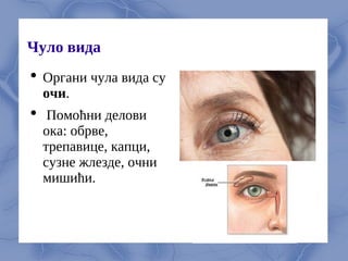 Чуло вида
 Органи чула вида су
очи.
 Помоћни делови
ока: обрве,
трепавице, капци,
сузне жлезде, очни
мишићи.
 