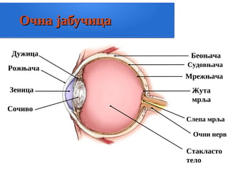 Очна јабучица
Очна јабучица
Беоњача
Судовњача
Мрежњача
Жута
мрља
Слепа мрља
Сочиво
Стакласто
тело
Зеница
Рожњача
Дужица
Очни нерв
 