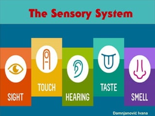 Damnjanović Ivana
The Sensory System
 