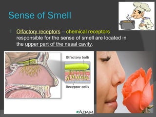 Sense of Smell
 Olfactory receptors – chemical receptors
responsible for the sense of smell are located in
the upper part of the nasal cavity.
 