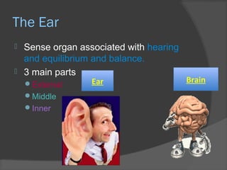 The Ear
 Sense organ associated with hearing
and equilibrium and balance.
 3 main parts
External
Middle
Inner
Ear Brain
 