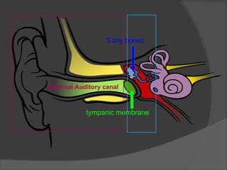 External Auditory canal
tympanic membrane
3 tiny bones
 