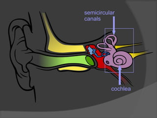 semicircular
canals
cochlea
 