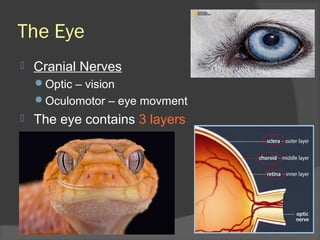 The Eye
 Cranial Nerves
Optic – vision
Oculomotor – eye movment
 The eye contains 3 layers
 