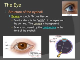 The Eye
 Structure of the eyeball
Sclera – tough fibrous tissue.
○ Front surface is the “white” of our eyes and
the cornea. The cornea is transparent
○ Sclera is covered by the conjunctiva in the
front of the eyeball.
 