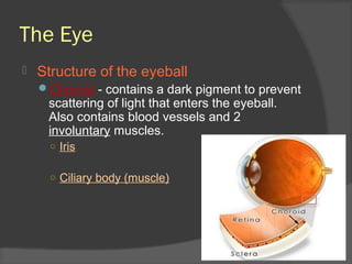 The Eye
 Structure of the eyeball
Choroid - contains a dark pigment to prevent
scattering of light that enters the eyeball.
Also contains blood vessels and 2
involuntary muscles.
○ Iris
○ Ciliary body (muscle)
 