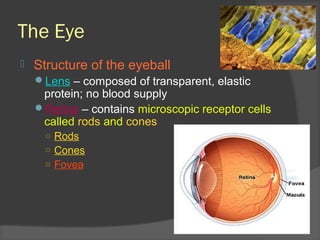 The Eye
 Structure of the eyeball
Lens – composed of transparent, elastic
protein; no blood supply
Retina – contains microscopic receptor cells
called rods and cones
○ Rods
○ Cones
○ Fovea
 