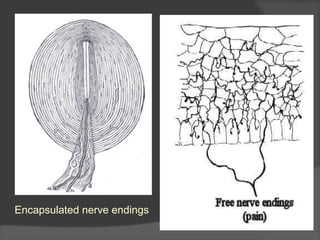 Encapsulated nerve endings
 