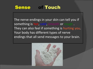 Sense of Touch
The nerve endings in your skin can tell you if
something is hot, cold, smooth or rough .
They can also feel if something is hurting you.
Your body has different types of nerve
endings that all send messages to your brain.
 