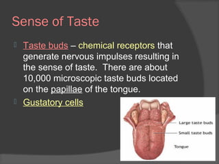 Sense of Taste
 Taste buds – chemical receptors that
generate nervous impulses resulting in
the sense of taste. There are about
10,000 microscopic taste buds located
on the papillae of the tongue.
 Gustatory cells
 