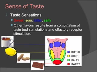 Sense of Taste
 Taste Sensations
Sweet, sour, bitter, salty
Other flavors results from a combination of
taste bud stimulations and olfactory receptor
stimulation.
 