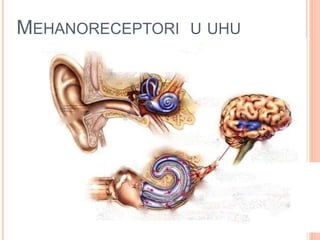 MEHANORECEPTORI U UHU
 