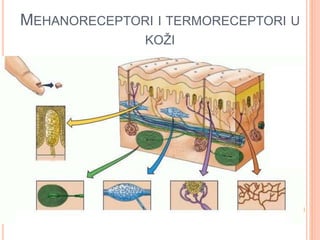 MEHANORECEPTORI I TERMORECEPTORI U
KOŽI
 
