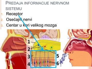 PREDAJA INFORMACIJE NERVNOM
SISTEMU
1. Receptor
2. Osećajni nervi
3. Centar u kori velikog mozga
 