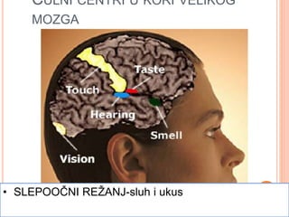 ČULNI CENTRI U KORI VELIKOG
MOZGA
 ČEONI REŽANJ-mirisPOTILJAČNI REŽANJ-vid• TEMENI REŽANJ-osećaji iz kože, osećaji iz mišića,
zglobova i unutrašnjih organa
• SLEPOOČNI REŽANJ-sluh i ukus
 