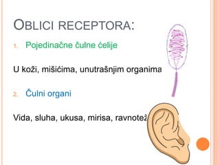 OBLICI RECEPTORA:
1. Pojedinačne čulne ćelije
U koži, mišićima, unutrašnjim organima
2. Čulni organi
Vida, sluha, ukusa, mirisa, ravnoteže
 