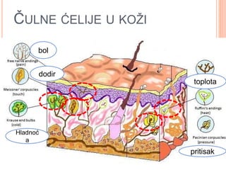 ČULNE ĆELIJE U KOŽI
bol
dodir
Hladnoć
a
toplota
pritisak
 