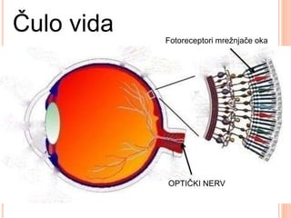 Čulo vida
OPTIČKI NERV
Fotoreceptori mrežnjače oka
 