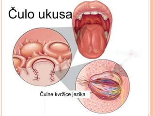 Čulo ukusa
Čulne kvržice jezika
 