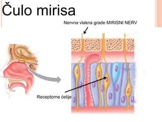 Čulo mirisa
Receptorne ćelije
Nervna vlakna grade MIRISNI NERV
 