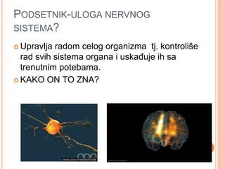 PODSETNIK-ULOGA NERVNOG
SISTEMA?
 Upravlja radom celog organizma tj. kontroliše
rad svih sistema organa i uskađuje ih sa
trenutnim potebama.
 KAKO ON TO ZNA?
 