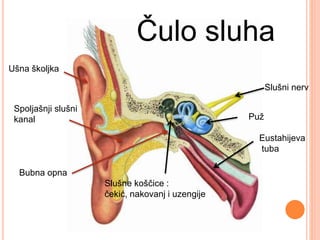 Ušna školjka
Spoljašnji slušni
kanal
Bubna opna
Puž
Slušne koščice :
čekić, nakovanj i uzengije
Eustahijeva
tuba
Čulo sluha
Slušni nerv
 