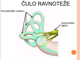 POLUKRUŽNI KANALI
KOHLEARNI
NERV
ČULO RAVNOTEŽE
 