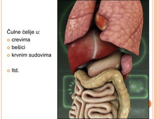 Čulne ćelije u:
 crevima
 bešici
 krvnim sudovima
 Itd.
 