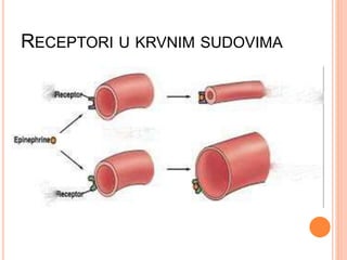 RECEPTORI U KRVNIM SUDOVIMA
 
