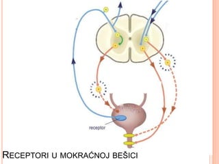 RECEPTORI U MOKRAĆNOJ BEŠICI
 