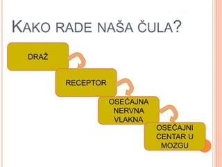 KAKO RADE NAŠA ČULA?
DRAŽ
RECEPTOR
OSEĆAJNA
NERVNA
VLAKNA
OSEĆAJNI
CENTAR U
MOZGU
 