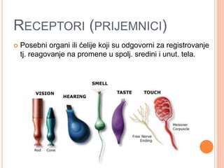 RECEPTORI (PRIJEMNICI)
 Posebni organi ili ćelije koji su odgovorni za registrovanje
tj. reagovanje na promene u spolj. sredini i unut. tela.
 