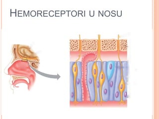 HEMORECEPTORI U NOSU
 