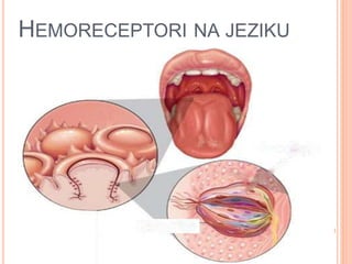 HEMORECEPTORI NA JEZIKU
 