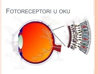 FOTORECEPTORI U OKU
 