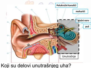 Unutrašnje
Koji su delovi unutrašnjeg uha?
Polukružni kanalići
mehurići
puž
slušni nerv
 