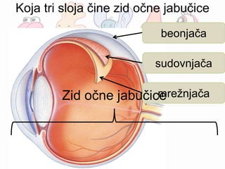 Koja tri sloja čine zid očne jabučice
beonjača
sudovnjača
mrežnjačaZid očne jabučice
 