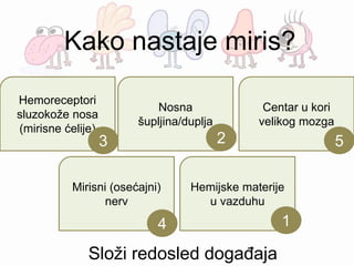 Hemijske materije
u vazduhu
Nosna
šupljina/duplja
Hemoreceptori
sluzokože nosa
(mirisne ćelije)
Mirisni (osećajni)
nerv
Centar u kori
velikog mozga
1
23
4
5
Složi redosled događaja
Kako nastaje miris?
 