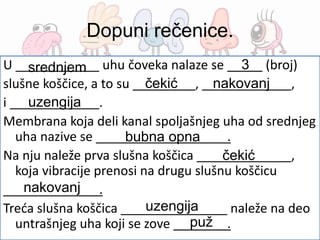Dopuni rečenice.
U uhu čoveka nalaze se (broj)
slušne koščice, a to su , ,
i .
Membrana koja deli kanal spoljašnjeg uha od srednjeg
uha nazive se .
Na nju naleže prva slušna koščica ,
koja vibracije prenosi na drugu slušnu koščicu
.
Treća slušna koščica naleže na deo
untrašnjeg uha koji se zove .
srednjem 3
čekić nakovanj
uzengija
bubna opna
čekić
nakovanj
uzengija
puž
 
