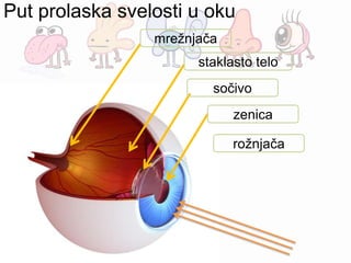 Put prolaska svelosti u oku
rožnjača
zenica
sočivo
staklasto telo
mrežnjača
 