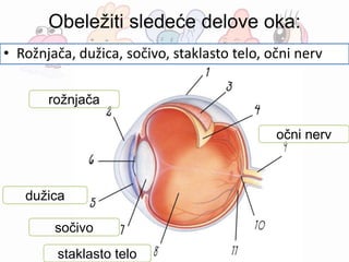 Obeležiti sledeće delove oka:
• Rožnjača, dužica, sočivo, staklasto telo, očni nerv
rožnjača
dužica
sočivo
staklasto telo
očni nerv
 