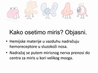Kako osetimo miris? Objasni.
• Hemijske materije u vazduhu nadražuju
hemoreceptore u sluzokoži nosa.
• Nadražaj se putem mirisnog nerva prenosi do
centra za miris u kori velikog mozga.
 