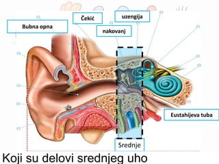 Srednje
Koji su delovi srednjeg uho
Bubna opna
Čekić
nakovanj
uzengija
Eustahijeva tuba
 
