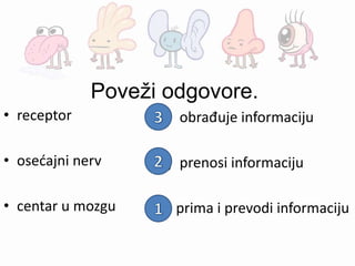 Poveži odgovore.
• receptor
• osećajni nerv
• centar u mozgu
( ) obrađuje informaciju
( ) prenosi informaciju
( ) prima i prevodi informaciju
 
